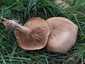 Márványos pereszke (Lepista panaeolus), Budai-hegység